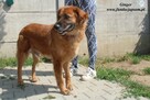Ginger - miodowy pies - 7
