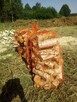 Brzoza - 2