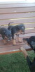 Pinczer miniaturowy ratlerek - 7