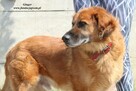 Ginger - miodowy pies - 8