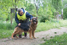Borys cudny, majestatyczny psiak do adopcji 45kg - 10