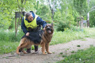 Śliczny psiak Borys szuka domu, 45kg psiej miłości - 2