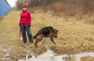 Borys cudny, majestatyczny psiak do adopcji 45kg - 4