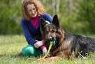 Borys do adopcji owczarek niemiecki długowłosy 6l.45kg - 14