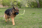 Cudo do adopcji, Borys onek długowłosy 6l. 45kg - 13