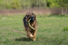 Borys cudny, majestatyczny psiak do adopcji 45kg - 2