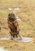 Śliczny psiak Borys szuka domu, 45kg psiej miłości - 9