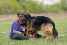 Borys cudny, majestatyczny psiak do adopcji 45kg - 13