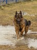 Śliczny psiak Borys szuka domu, 45kg psiej miłości - 10