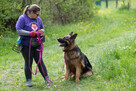 Borys cudny, majestatyczny psiak do adopcji 45kg - 15