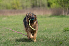 Śliczny psiak Borys szuka domu, 45kg psiej miłości - 11