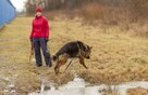 Borys psie cudo do adopcji, onek, 6lat, 45kg - 4