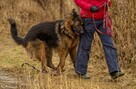 Borys cudny, majestatyczny psiak do adopcji 45kg - 5
