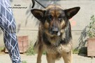 Kendra - sunia w typie owczarka - 8