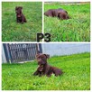 American Pitbull Terrier - 3