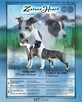Ciąża potwierdzona USG Amstaff ZKwP/FCI szczenięta 07.2023 - 1