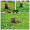 American Pitbull Terrier - 2