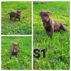 American Pitbull Terrier - 4