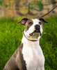 Ciąża potwierdzona USG Amstaff ZKwP/FCI szczenięta 07.2023 - 10