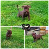 American Pitbull Terrier - 5