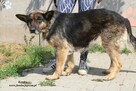 Kendra - sunia w typie owczarka - 2