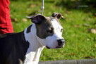 Ciąża potwierdzona USG Amstaff ZKwP/FCI szczenięta 07.2023 - 3
