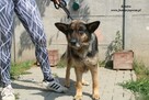 Kendra - sunia w typie owczarka - 7