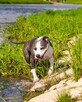 Ciąża potwierdzona USG Amstaff ZKwP/FCI szczenięta 07.2023 - 11