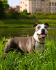 Ciąża potwierdzona USG Amstaff ZKwP/FCI szczenięta 07.2023 - 9