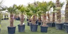 Palmy Mrozoodporne i rośliny egzotyczne - 3