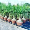 Palmy Mrozoodporne i rośliny egzotyczne - 2