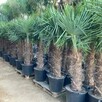 Palmy Mrozoodporne i rośliny egzotyczne - 1