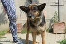 Kendra - sunia w typie owczarka - 5