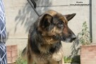 Kendra - sunia w typie owczarka - 6