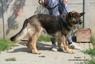 Kendra - sunia w typie owczarka - 3