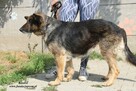 Kendra - sunia w typie owczarka - 4