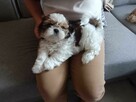 Trzy suczki SHIH TZU tricolor szukają domu - 1