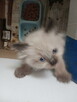 Kocięta Ragdoll Rumia - 2