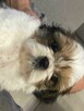 Trzy suczki SHIH TZU tricolor szukają domu - 3