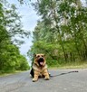 Szkolenie psów z dojazdem do klienta - Behawiorysta - 3
