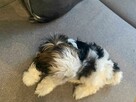 Trzy suczki SHIH TZU tricolor szukają domu - 6