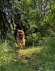 Szkolenie psów z dojazdem do klienta - Behawiorysta - 4