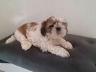 Trzy suczki SHIH TZU tricolor szukają domu - 4