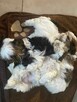 Trzy suczki SHIH TZU tricolor szukają domu - 8