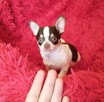 Chihuahua piękny piesek - 2