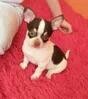 Chihuahua piękny piesek - 7