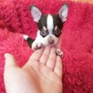 Chihuahua piękny piesek - 5