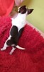 Chihuahua piękny piesek - 4