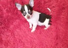 Chihuahua piękny piesek - 6