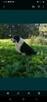 Border Collie szczeniaki pieski - 11